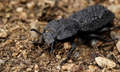 Kaya Gibi Sağlam Bir Böcek Geleceğin Uçaklarına İlham oldu